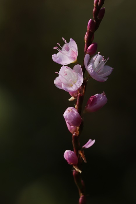 サクラタデ_d0367460_22072530.jpg