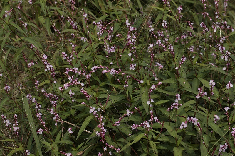 サクラタデ_d0367460_22073656.jpg