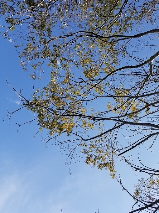 c0351262_08345256.jpg