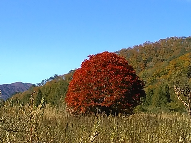 早稲沢の「一本紅葉」_c0160368_14520358.jpg