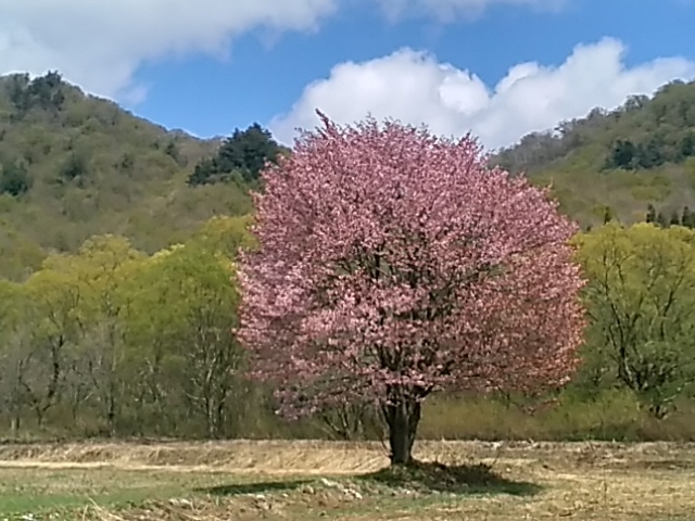 早稲沢の「一本紅葉」_c0160368_14553615.jpg