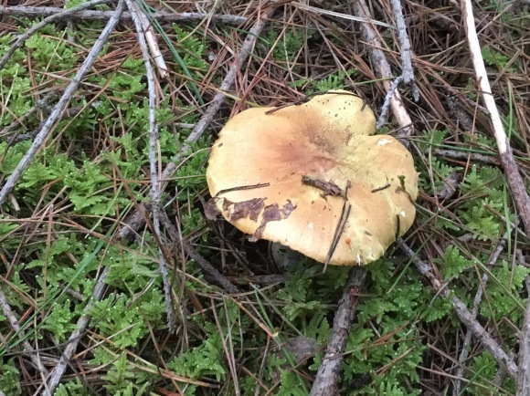 d0094868_12152277.jpeg