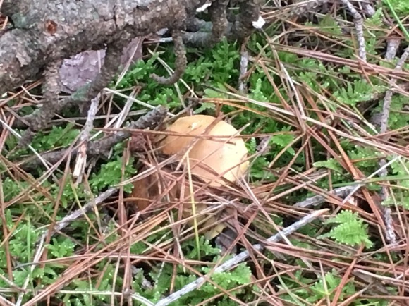 d0094868_12291921.jpeg