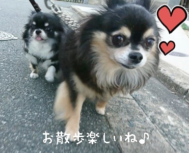 仲良くお散歩_f0357682_20444200.jpeg