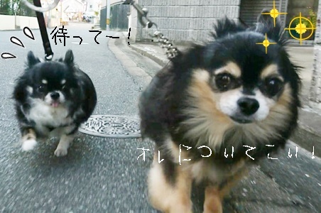仲良くお散歩_f0357682_20445175.jpeg