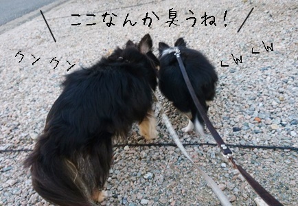 仲良くお散歩_f0357682_20473996.jpeg