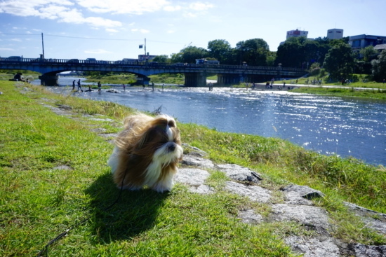 2018　10月の京都旅☆⑦　鴨川デルタ_a0198883_22123664.jpg