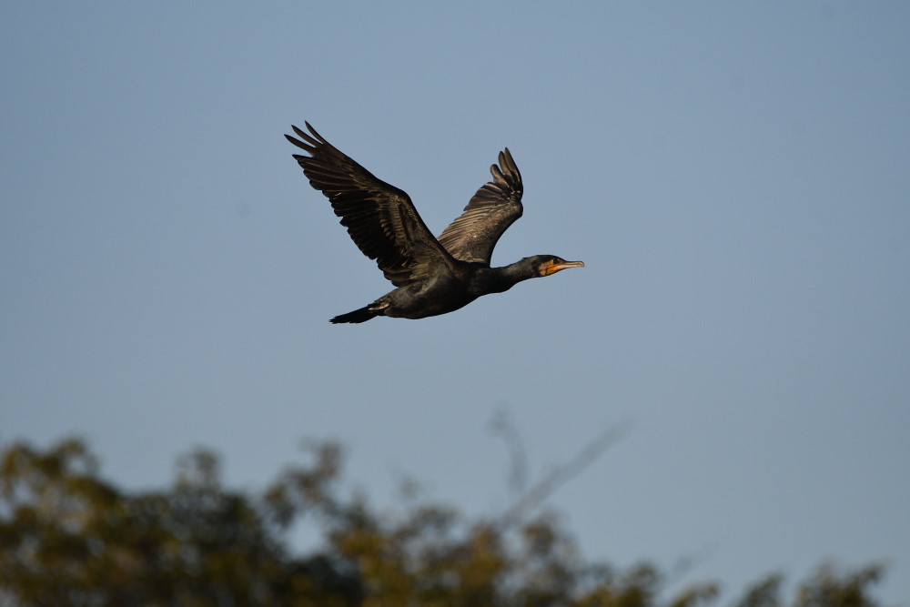 水鳥の飛翔シーン_f0202686_19262678.jpg