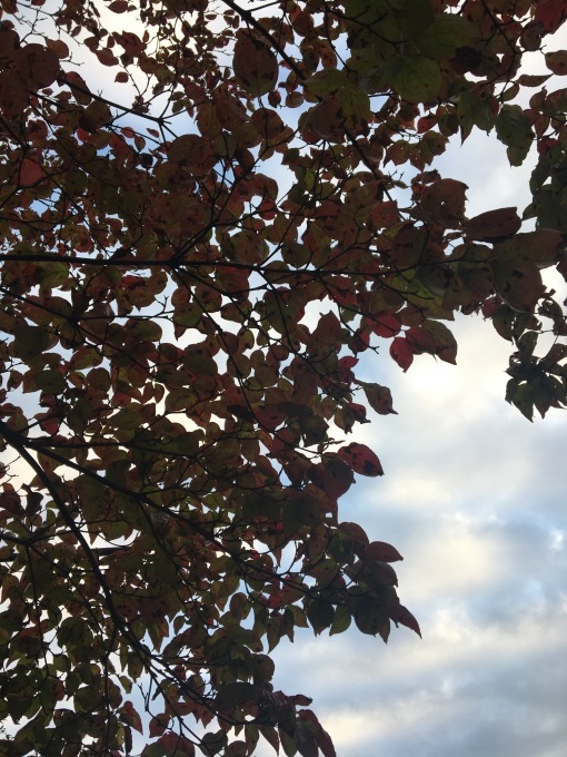b0042190_06531716.jpeg