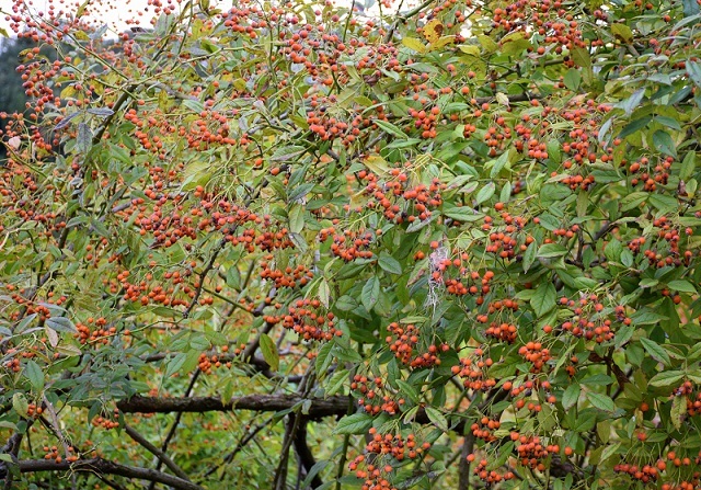 d0099791_00550693.jpg