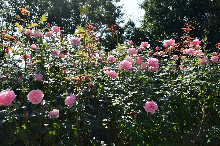 d0099791_00564386.jpg