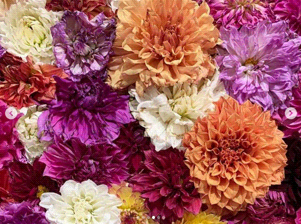 e0199691_01065103.gif