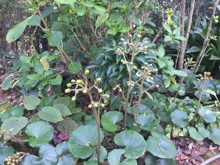 f0268294_01272771.jpeg