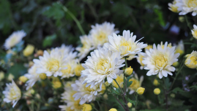 準備が進む菊まつり会場_c0336902_20045020.jpg