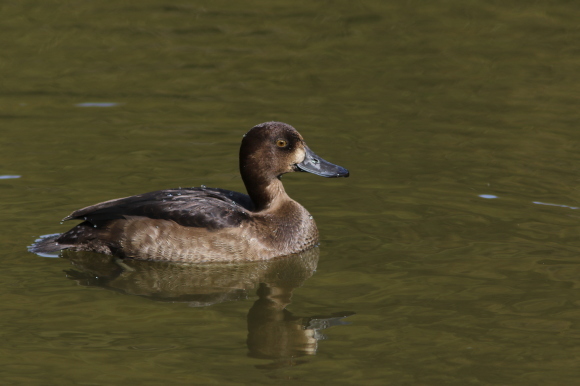 近所の公園で見つけた冬鳥『金黒羽白』　　　ＴＳＫ　　_d0346713_14143271.jpg