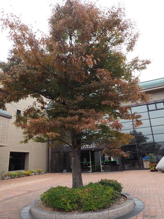 佐伯区民文化センター&五日市中央公園_c0116915_00171443.jpg