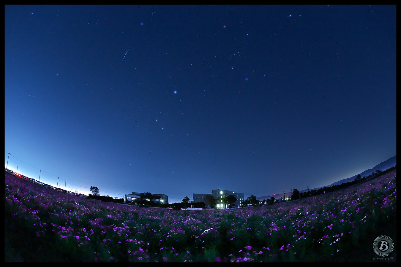 コスモス畑の夜明け（羽島市市之枝）_c0115616_20111981.jpg