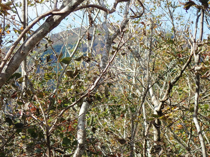 f0193521_85133.jpg