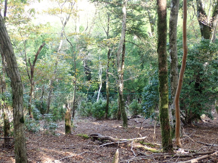 f0193521_86798.jpg