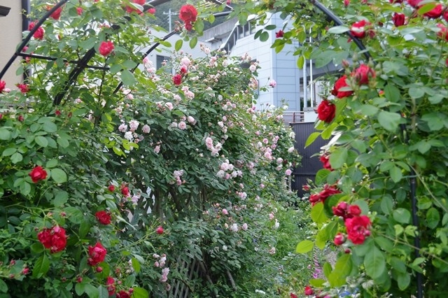 d0096422_22173696.jpg