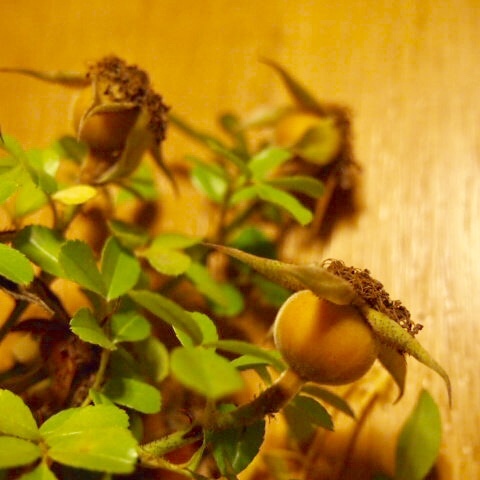a0329935_06223377.jpeg