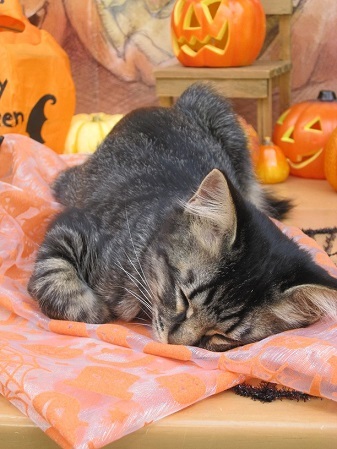 ハロウィンに♪ かぼちゃのモンブランケーキ・・・掲載、感謝。_d0319943_07121953.jpg