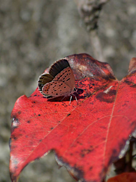 c0045352_07545231.jpg