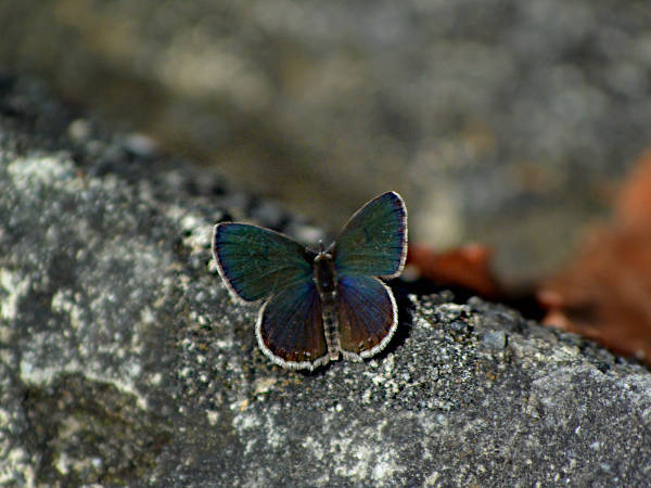 c0045352_07545233.jpg