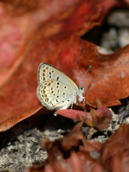 c0045352_07545253.jpg