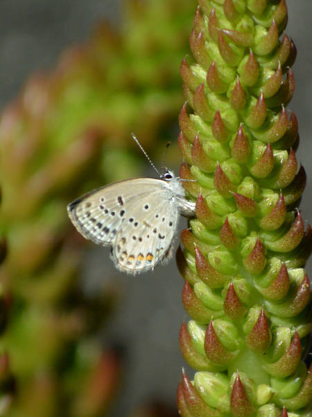 c0045352_07545257.jpg