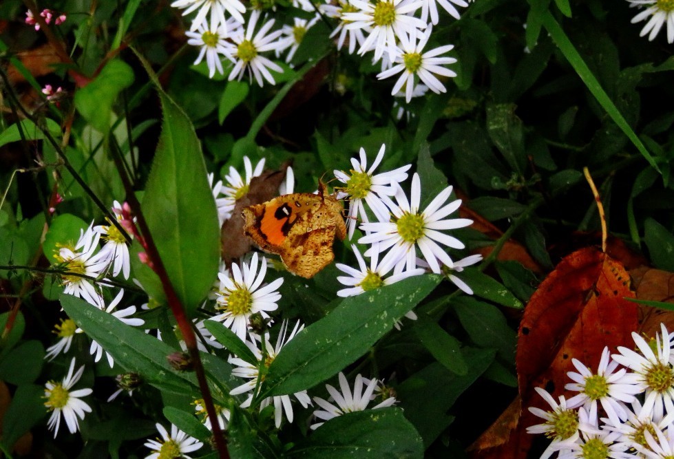 a0018655_09324699.jpg