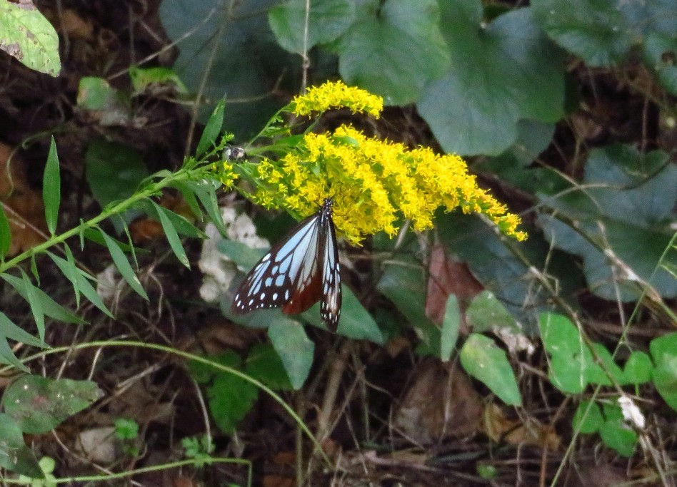 a0018655_09324739.jpg