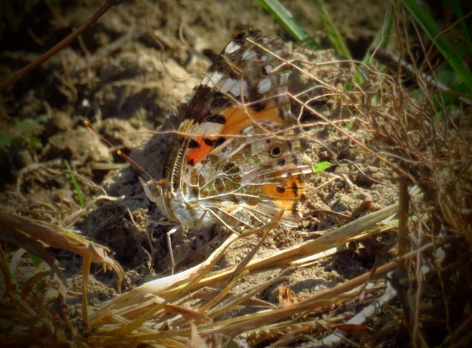 a0018655_09421720.jpg