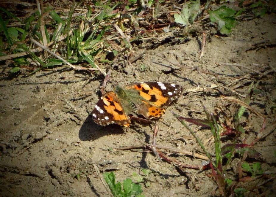 a0018655_09421731.jpg