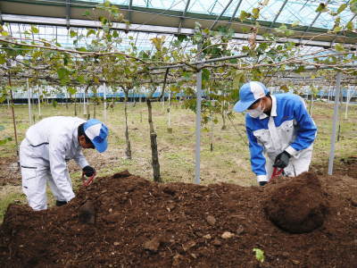 熊本ぶどう 社方園 お礼肥えと果樹の若返り 今年も鹿本農業高校から実習生が来ました(2018)!!後編_a0254656_17432038.jpg