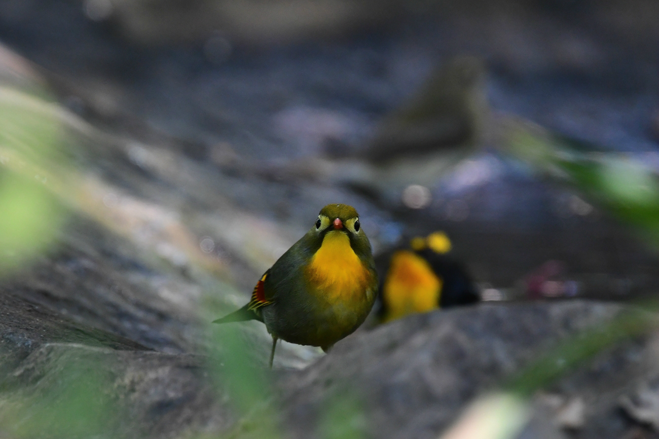 家族風呂 キビタキ ソウシチョウ_f0053272_22120207.jpg