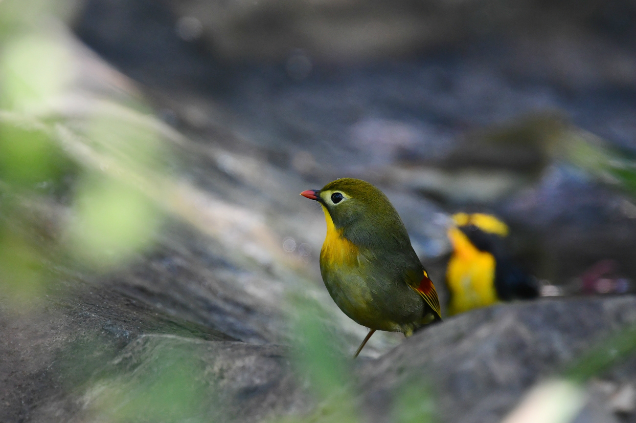 家族風呂 キビタキ ソウシチョウ_f0053272_22123339.jpg
