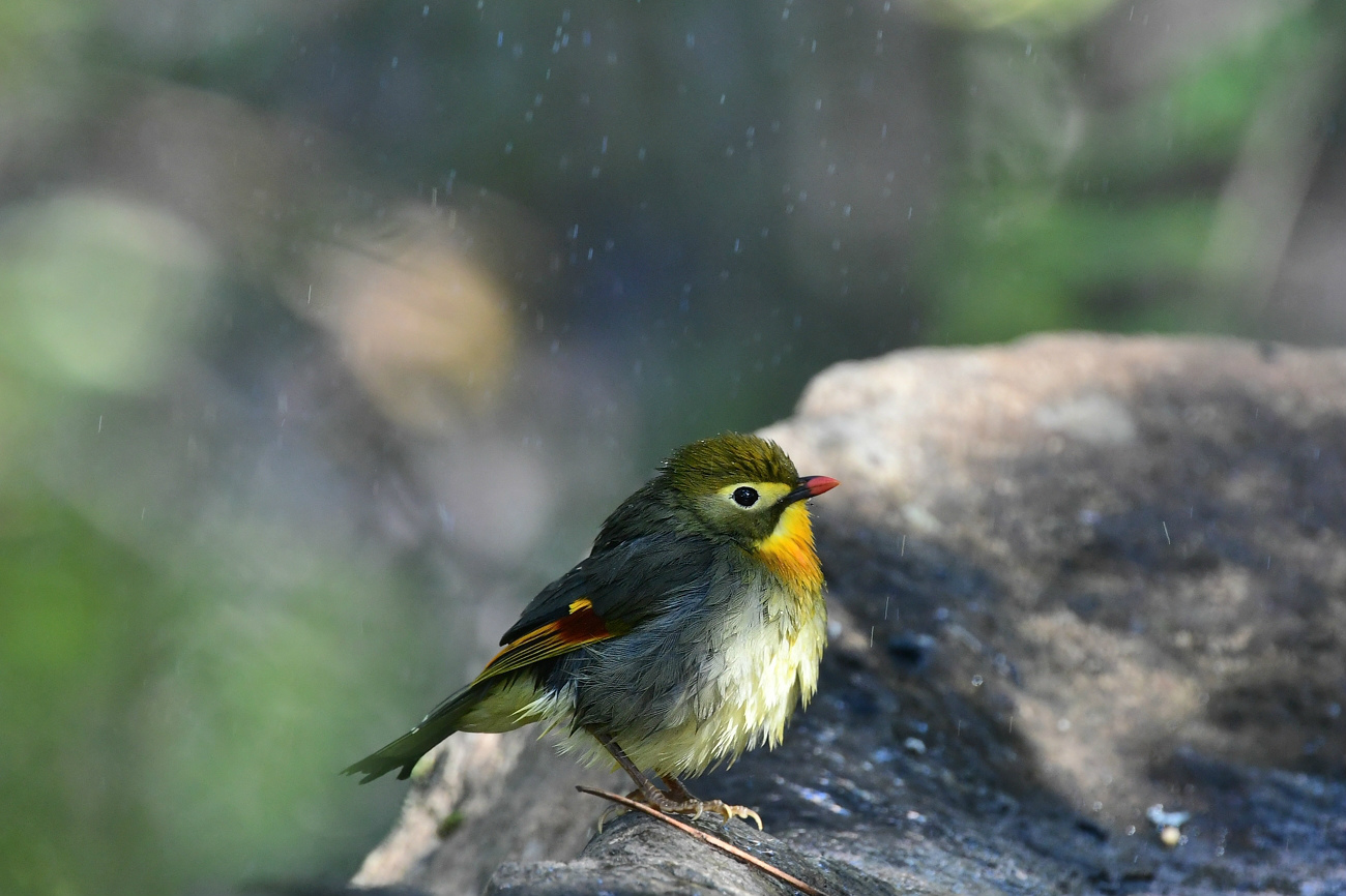 家族風呂 キビタキ ソウシチョウ_f0053272_22134976.jpg