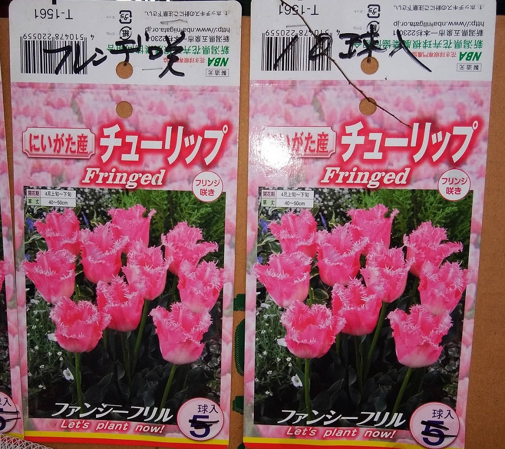 明後日、仕事が出来る確率は。。。 ~12月イベント用チューリップ~_a0107574_19535770.jpg