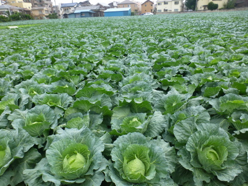 d0351575_14342570.jpg
