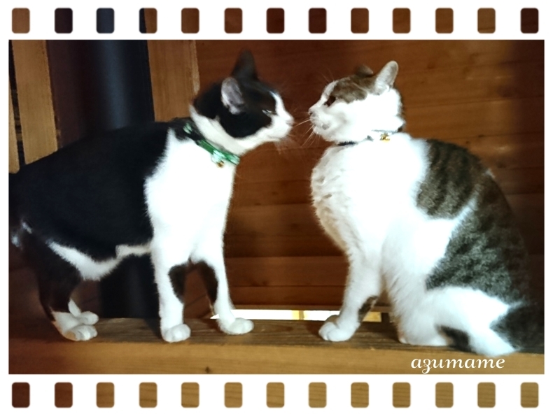 鉢合わせ キルトとステッチ時々にゃんこ 鉢合わせ キルトとステッチ時々にゃんこ