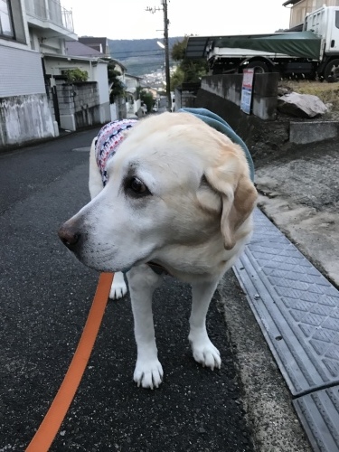 f0315081_17450111.jpeg