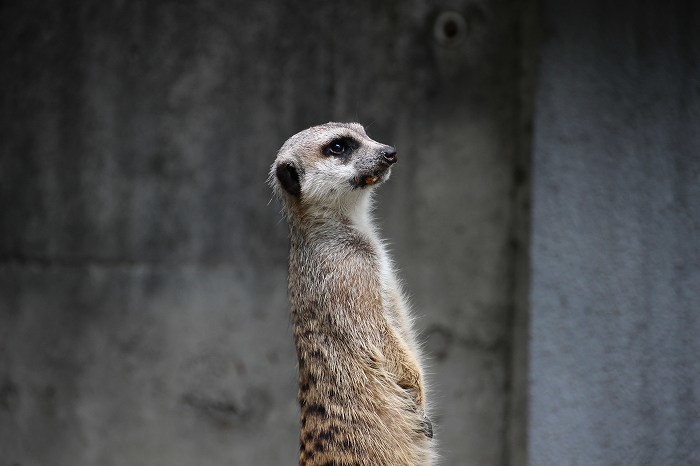 動物園①（10月10日）_d0381582_14204262.jpg