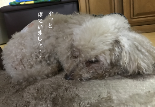 a0216583_20302194.png