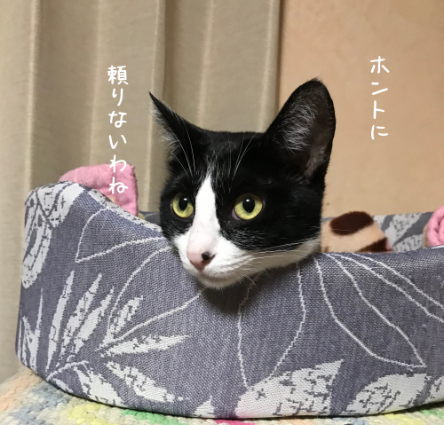 a0216583_20302460.png