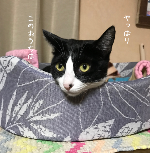 a0216583_20303115.png