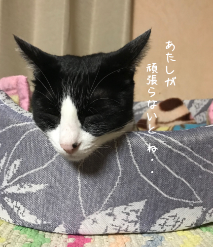 a0216583_20303979.png