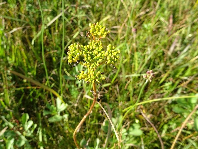 食虫植物群落の湿生植物（３）_d0088184_23091495.jpg