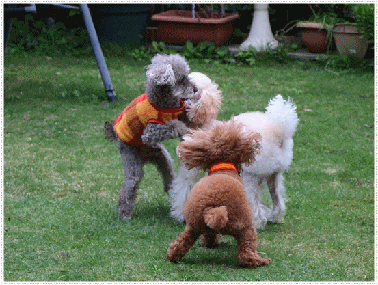 b0175688_22022230.gif