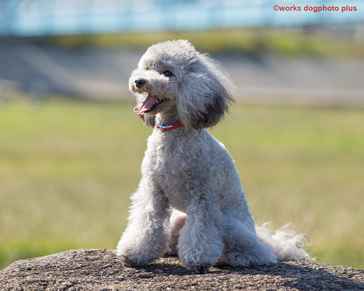 シルバー トイプードル いとしい犬たちのフォトブログ